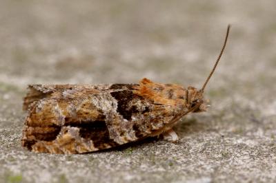 <i>Eudemis profundana</i>