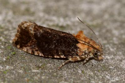 <i>Eudemis profundana</i>