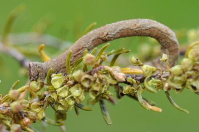 <i>Peribatodes rhomboidaria</i>