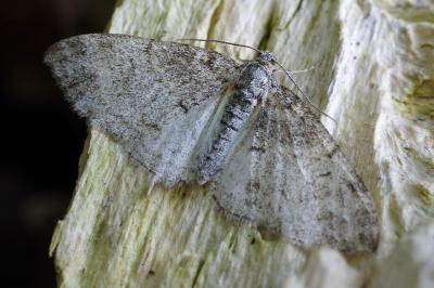 <i>Lobophora halterata</i>