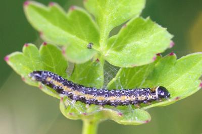 <i>Depressaria daucella</i>