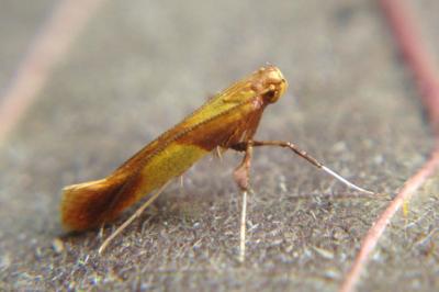 <i>Caloptilia robustella</i>