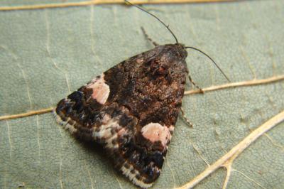 <i>Tyta luctuosa</i>
