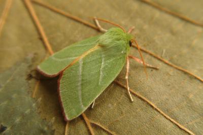 <i>Pseudoips prasinanus</i>