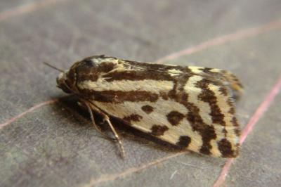 <i>Emmelia trabealis</i>