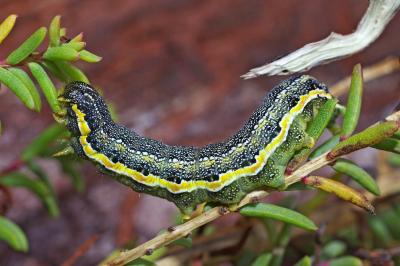 <i>Lacanobia blenna</i>
