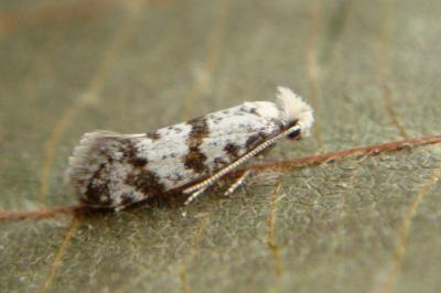 <i>Scythropia crataegella</i>
