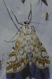 <i>Elophila nymphaeata</i>