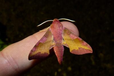 <i>Deilephila porcellus</i>