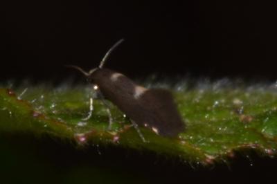 <i>Heliozela sericiella</i>