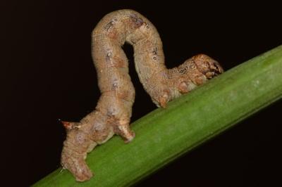 <i>Colotois pennaria</i>
