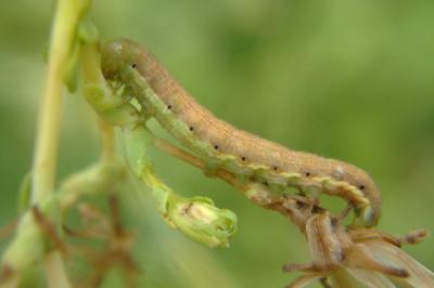 <i>Hecatera dysodea</i>