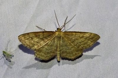 <i>Idaea macilentaria</i>