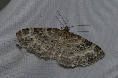 <i>Pterapherapteryx sexalata</i>