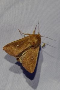 <i>Mythimna albipuncta</i>