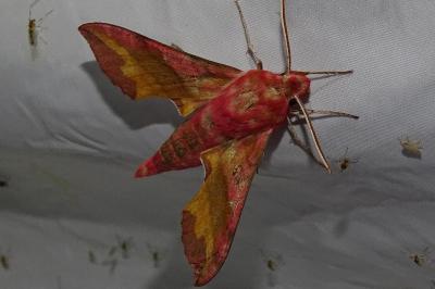 <i>Deilephila porcellus</i>