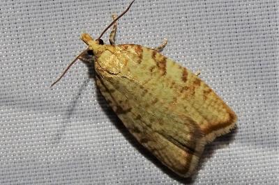 <i>Aleimma loeflingiana</i>