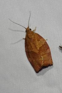 <i>Pandemis heparana</i>