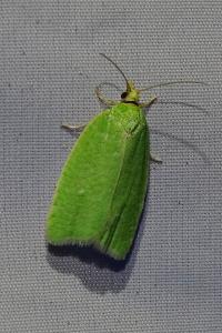 <i>Tortrix viridana</i>