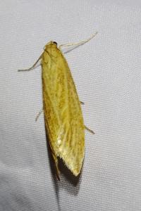 <i>Donacaula forficella</i>
