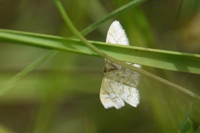 <i>Idaea macilentaria</i>