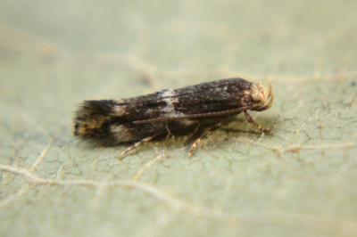 <i>Elachista</i>