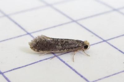 <i>Monopis laevigella</i>
