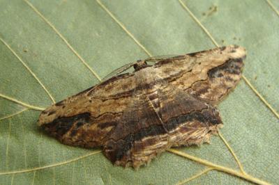 <i>Menophra abruptaria</i>