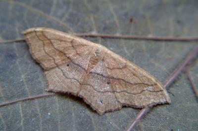 <i>Scopula imitaria</i>