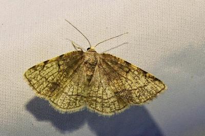 <i>Stegania trimaculata</i>