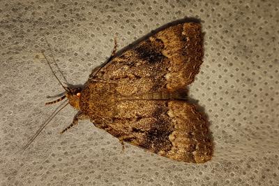<i>Amphipyra pyramidea</i>