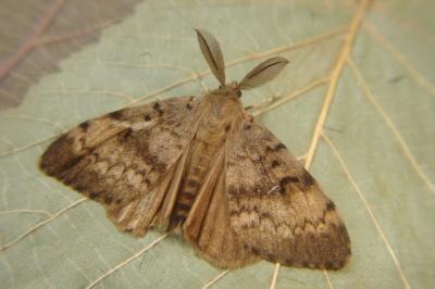 <i>Lymantria dispar</i>