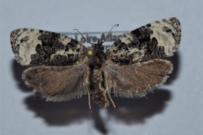<i>Apotomis turbidana</i>