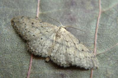 <i>Idaea seriata</i>