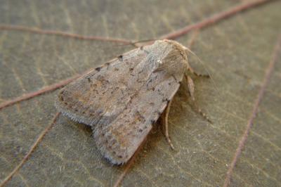 <i>Caradrina clavipalpis</i>