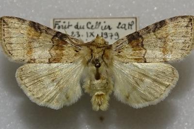 <i>Cymatophorina diluta</i>