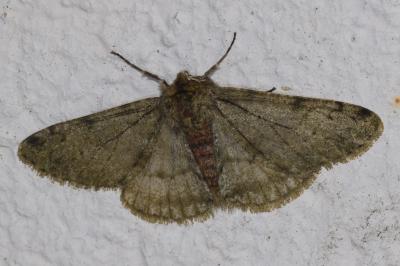 <i>Phigalia pilosaria</i>