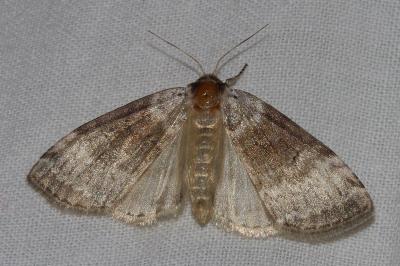 <i>Tetheella fluctuosa</i>