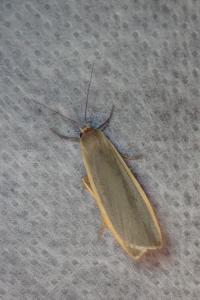 <i>Nyea lurideola</i>
