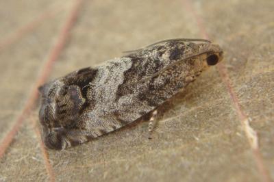 <i>Cydia splendana</i>