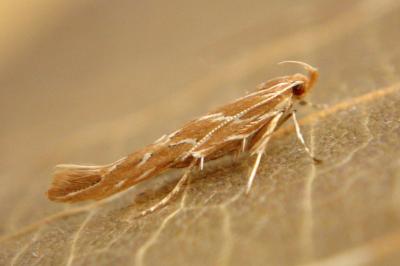 <i>Pyroderces argyrogrammos</i>