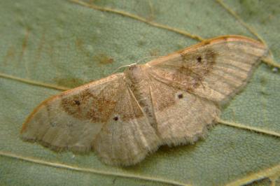 <i>Idaea degeneraria</i>