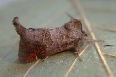 <i>Clostera pigra</i>