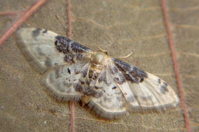 <i>Idaea filicata</i>