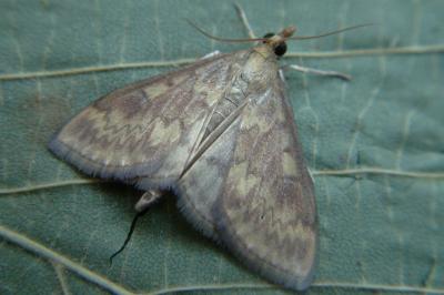 <i>Ostrinia nubilalis/scapulalis</i>
