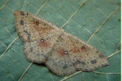<i>Cyclophora porata</i>