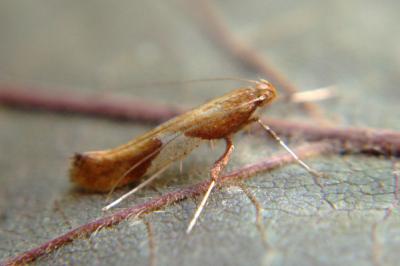 <i>Caloptilia stigmatella</i>