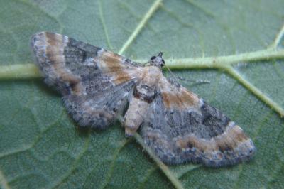 <i>Eupithecia linariata</i>