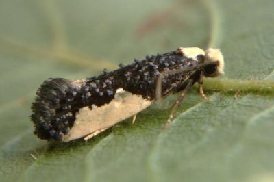 <i>Monopis monachella</i>
