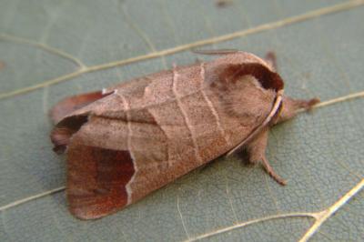 <i>Clostera curtula</i>